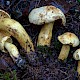 Tricholoma sulphureum