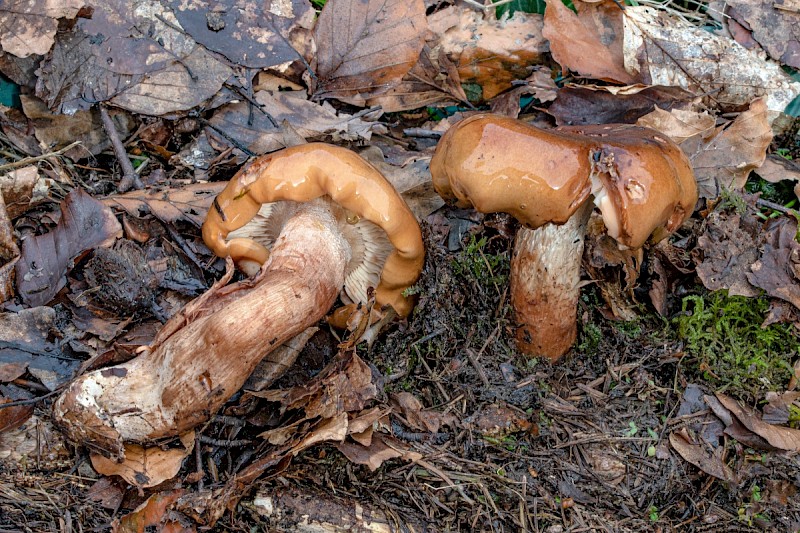 Tricholoma ustale - © Charles Hipkin