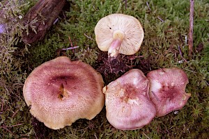 Tricholomopsis rutilans Plums And Custard