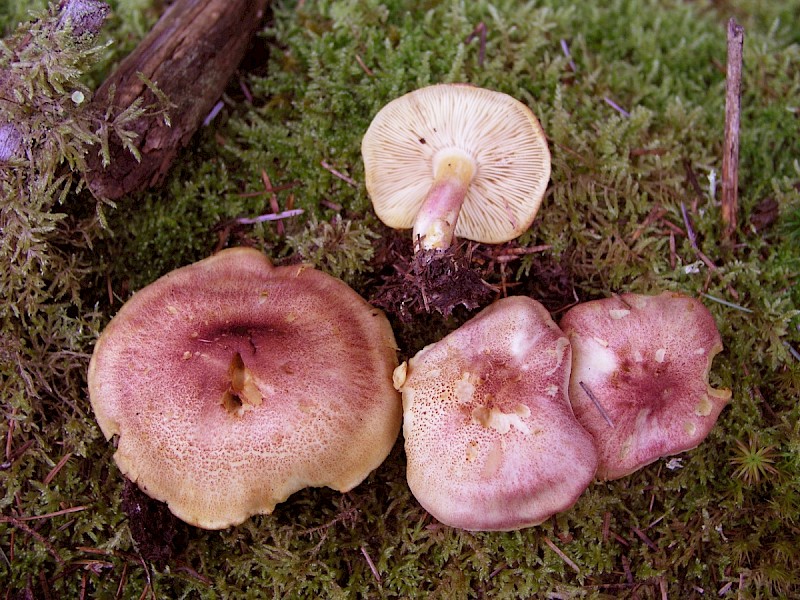 Tricholomopsis rutilans - © Charles Hipkin