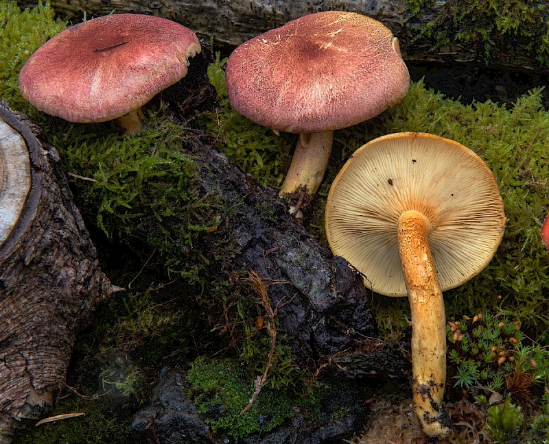 Tricholomopsis rutilans - © Charles Hipkin