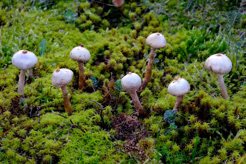 Tulostoma brumale - © Charles Hipkin