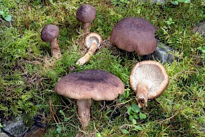 Tricholoma imbricatum Matt Knight