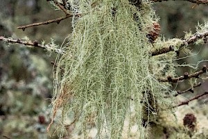 Usnea dasopoga Fishbone Beard Lichen