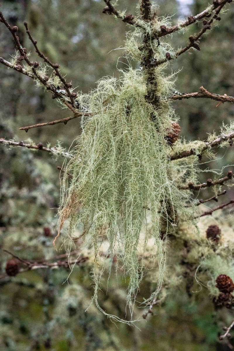 Usnea dasopoga - © Charles Hipkin