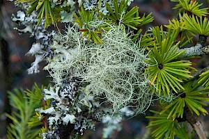 Usnea subfloridana Common Beard Lichen