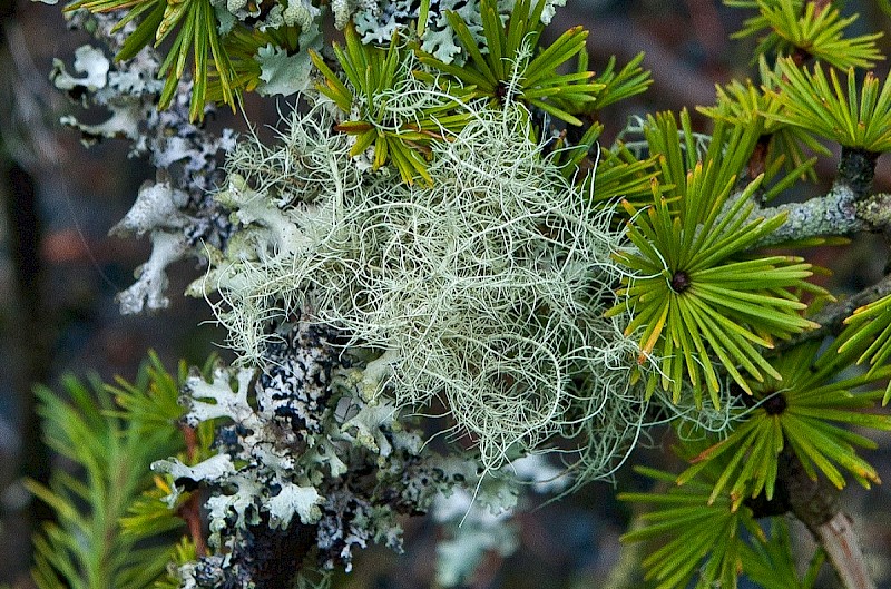 Usnea subfloridana - © Charles Hipkin