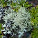 Usnea subfloridana