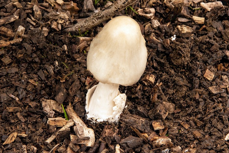 Volvariella gloiocephala - © Charles Hipkin