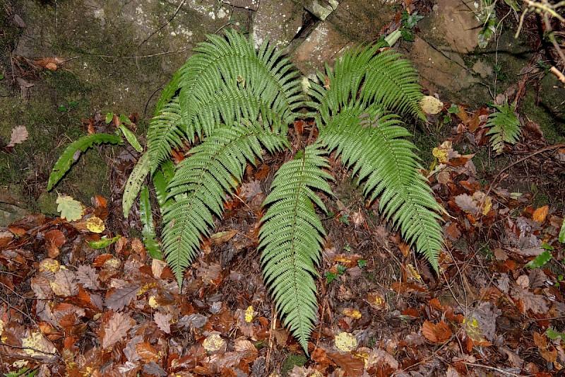 Polystichum setiferum - © Charles Hipkin