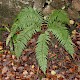 Polystichum setiferum