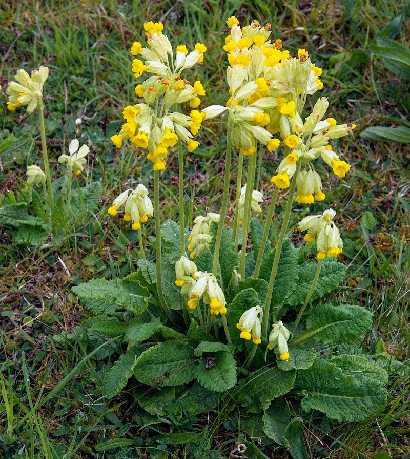 Primula veris - © Charles Hipkin