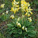 Primula veris