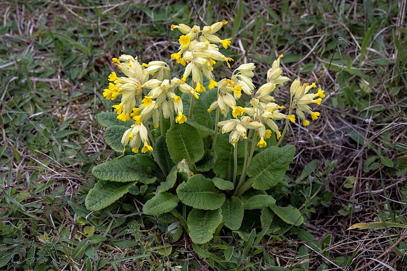 Primula veris - © Charles Hipkin