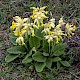 Primula veris