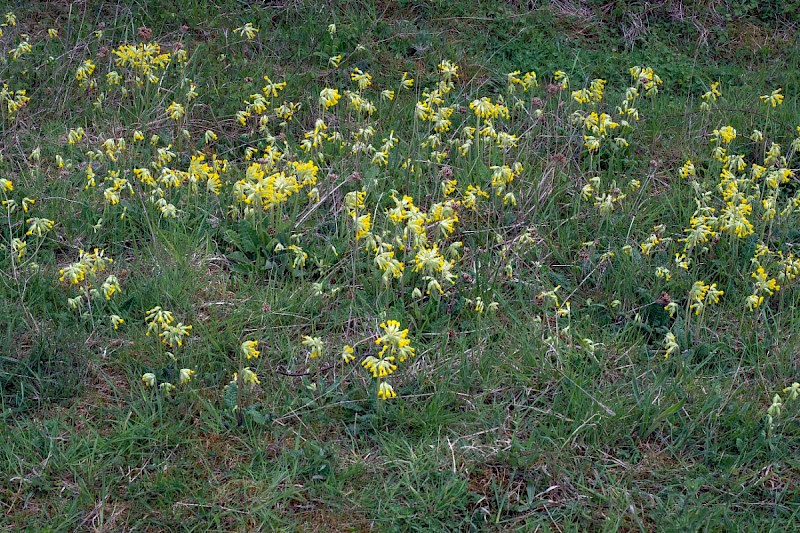 Primula veris - © Charles Hipkin