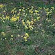 Primula veris