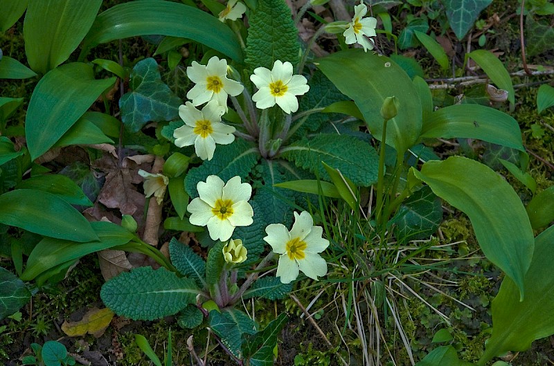 Primula vulgaris - © Charles Hipkin