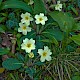 Primula vulgaris