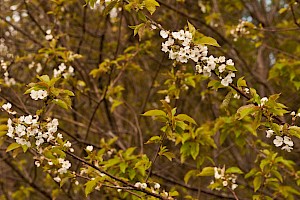 Prunus cerasus Dwarf Cherry