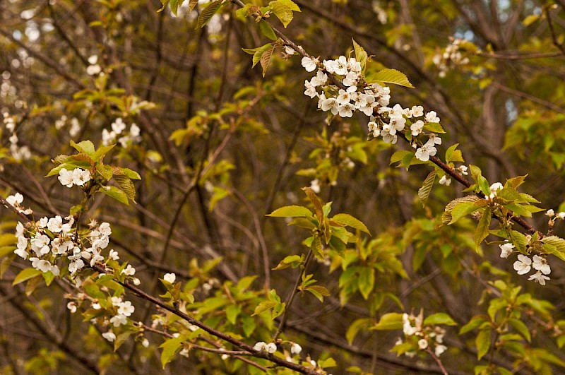 Prunus cerasus - © Charles Hipkin