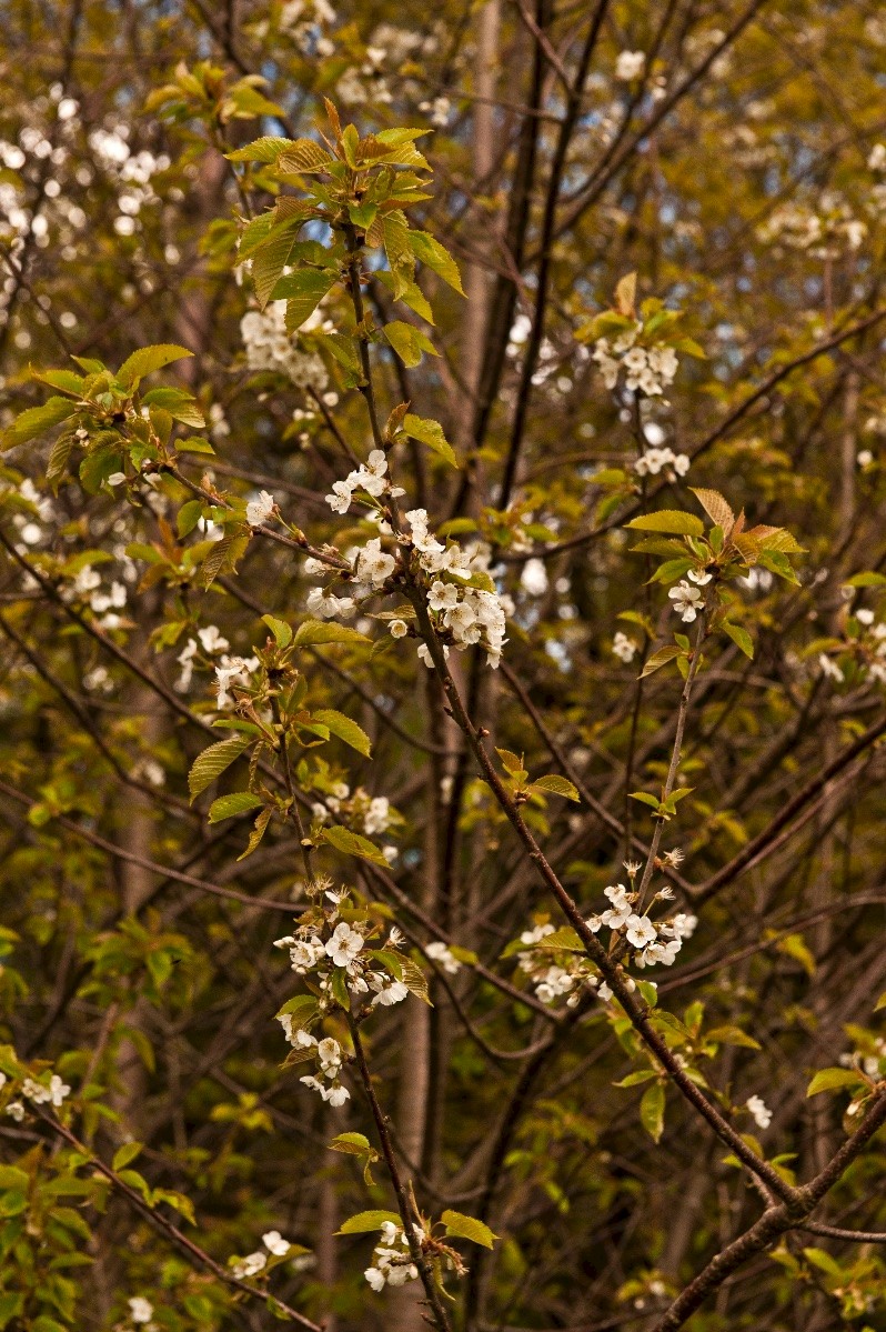 Prunus cerasus - © Charles Hipkin