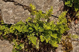 Cryptogramma crispa Parsley Fern