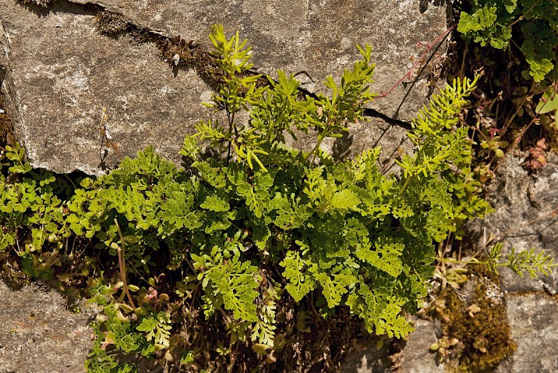 Cryptogramma crispa - © Charles Hipkin