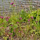 Dianthus armeria