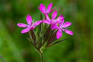 Dianthus armeria Deptford Pink