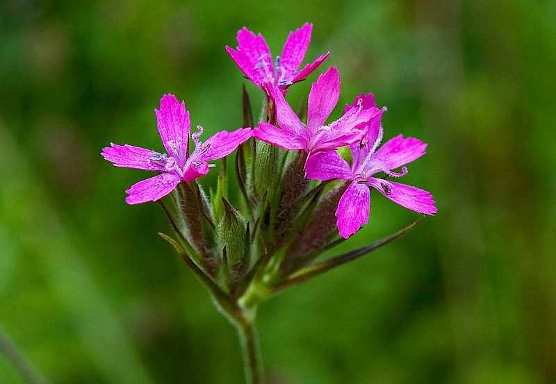 Dianthus armeria - © Charles Hipkin