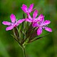 Dianthus armeria