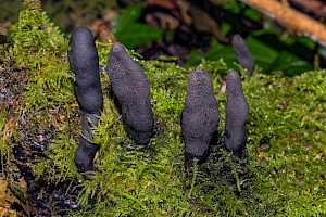 Xylaria polymorpha Dead Man's Fingers