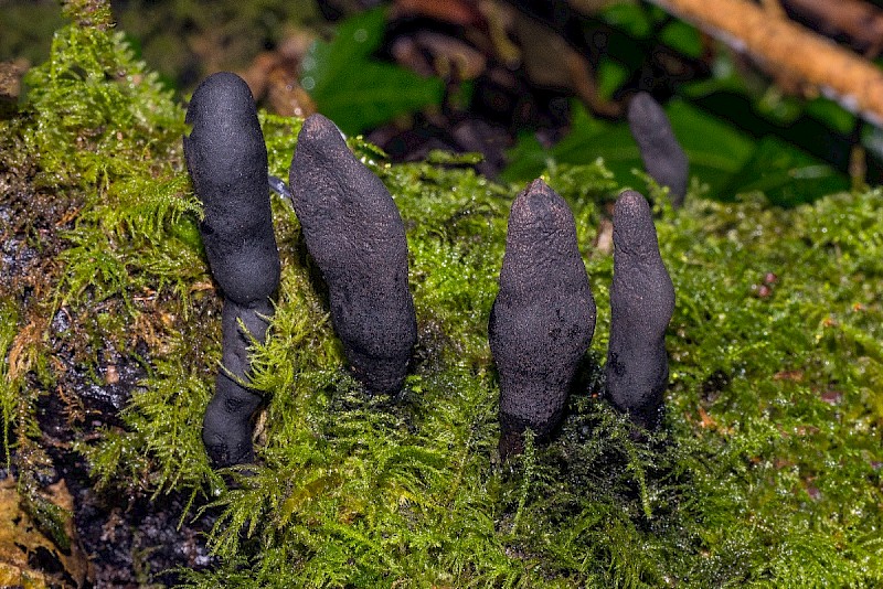 Xylaria polymorpha - © Charles Hipkin