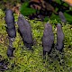 Xylaria polymorpha