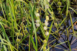 Sparganium emersum Unbranched Bur-reed