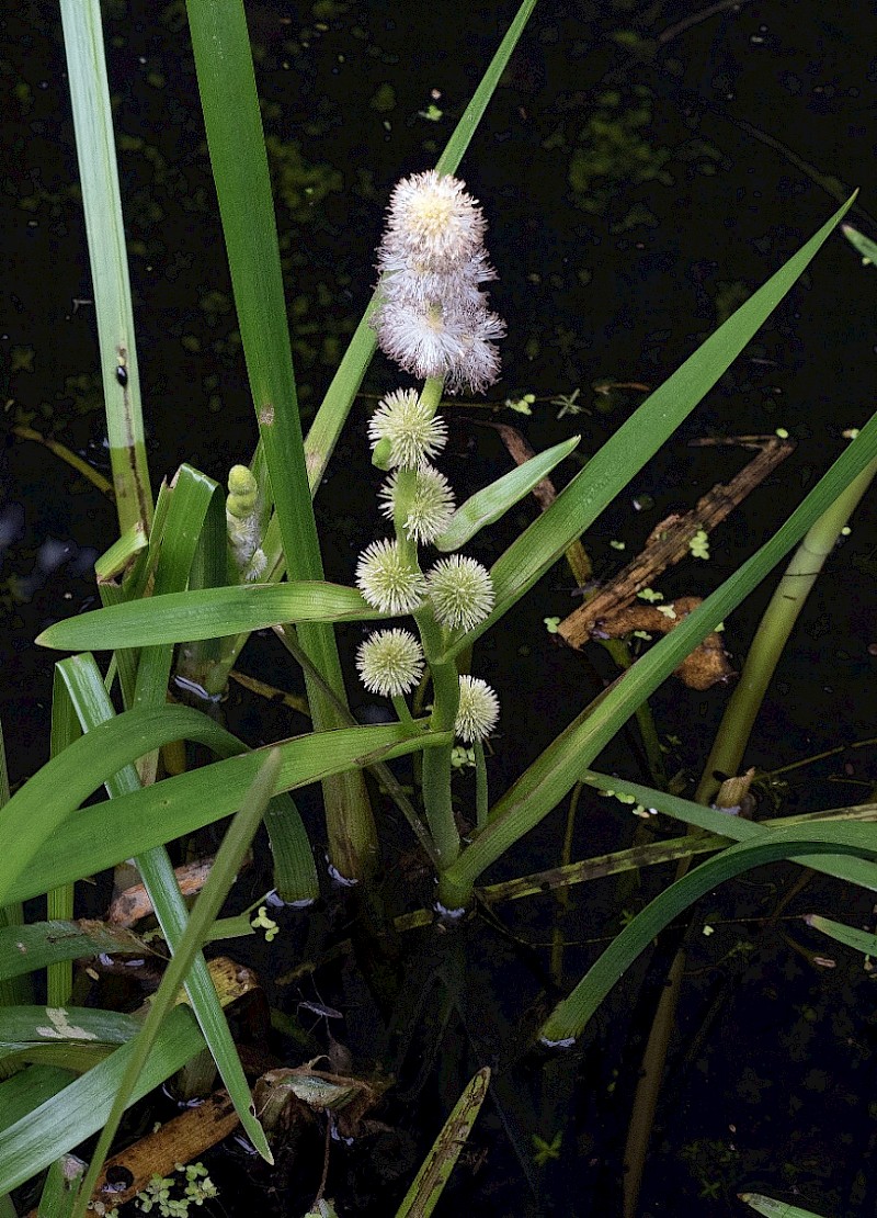 Sparganium emersum - © Charles Hipkin