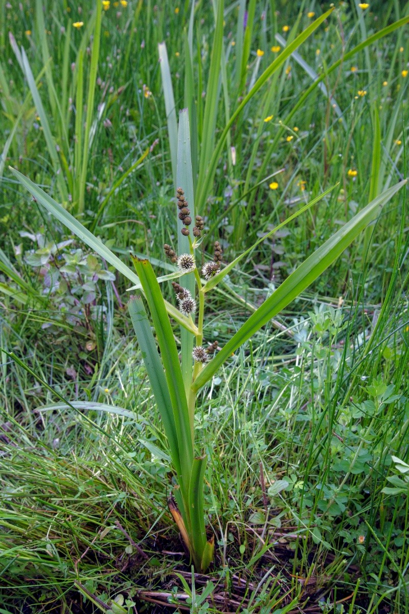 Sparganium erectum - © Charles Hipkin