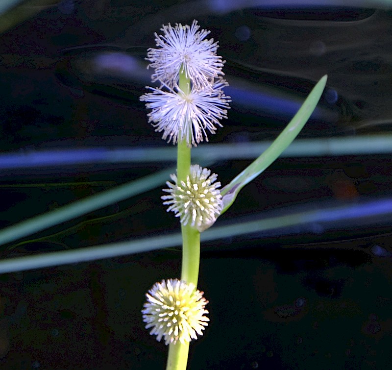 Sparganium angustifolium - © Charles Hipkin