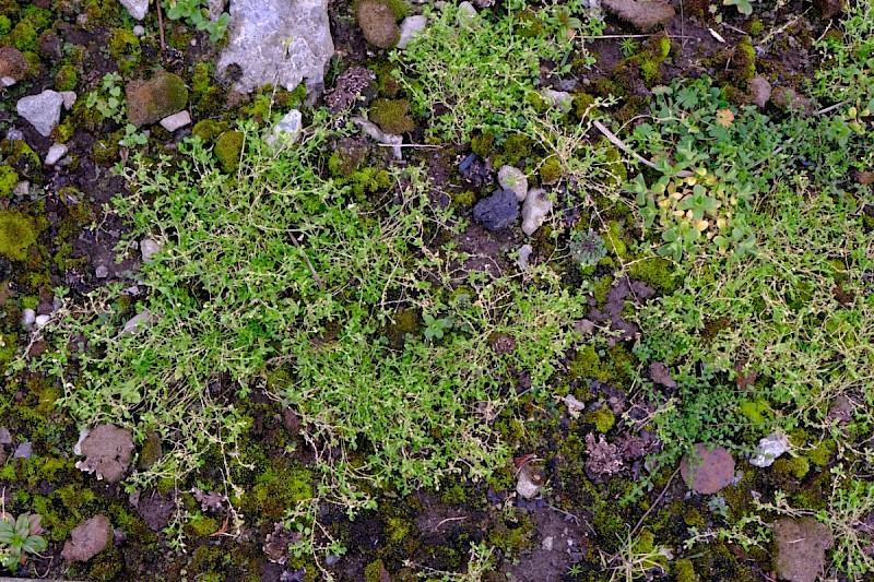 Stellaria pallida - © Charles Hipkin