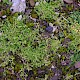 Stellaria pallida