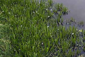 Stratiotes aloides Water-soldier