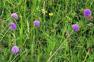 Succisa pratensis Devil's-bit Scabious