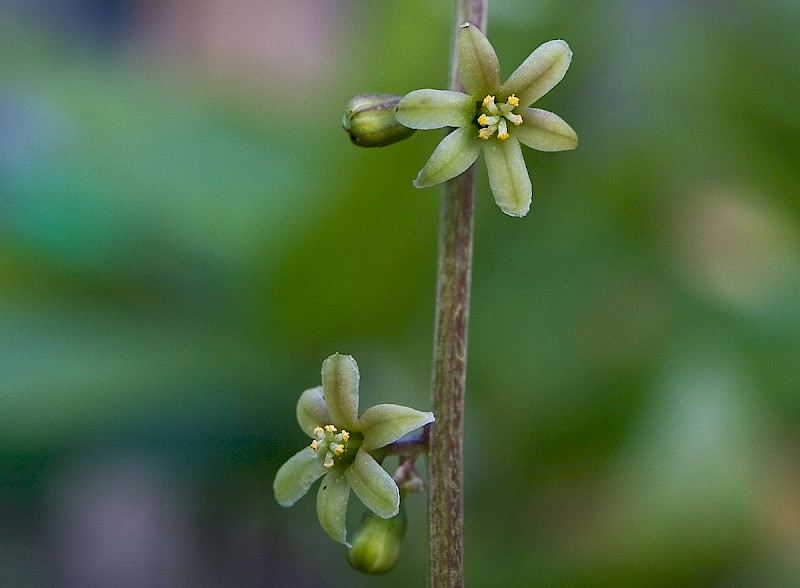 Tamus communis - © Charles Hipkin