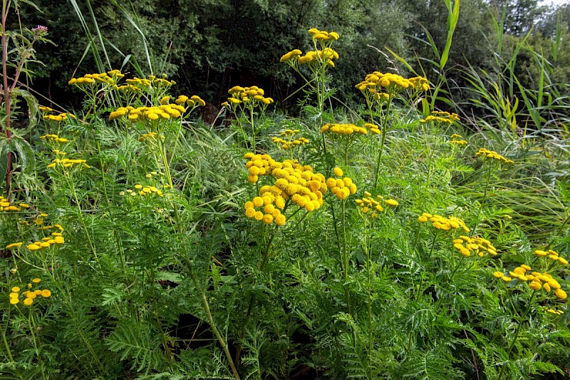 Tanacetum vulgare - © Charles Hipkin