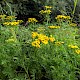 Tanacetum vulgare