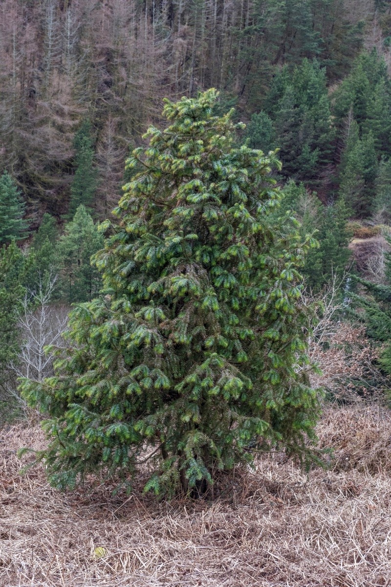 Cephalotaxus fortunei