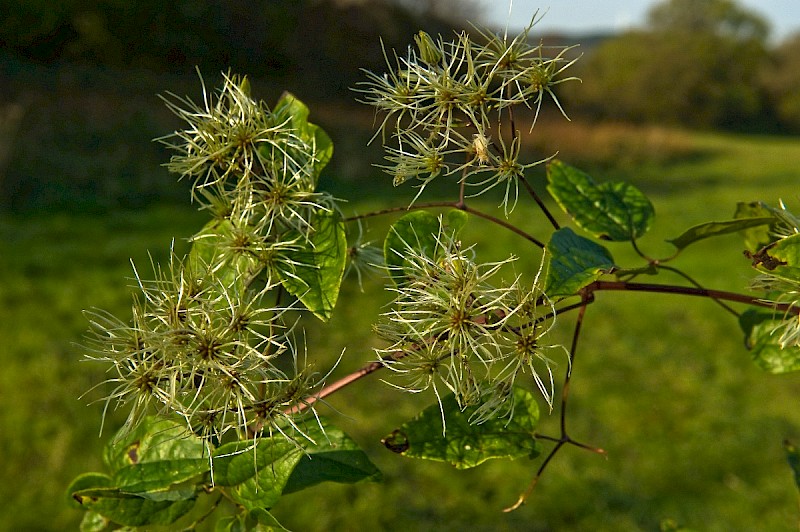 Clematis vitalba - © Charles Hipkin