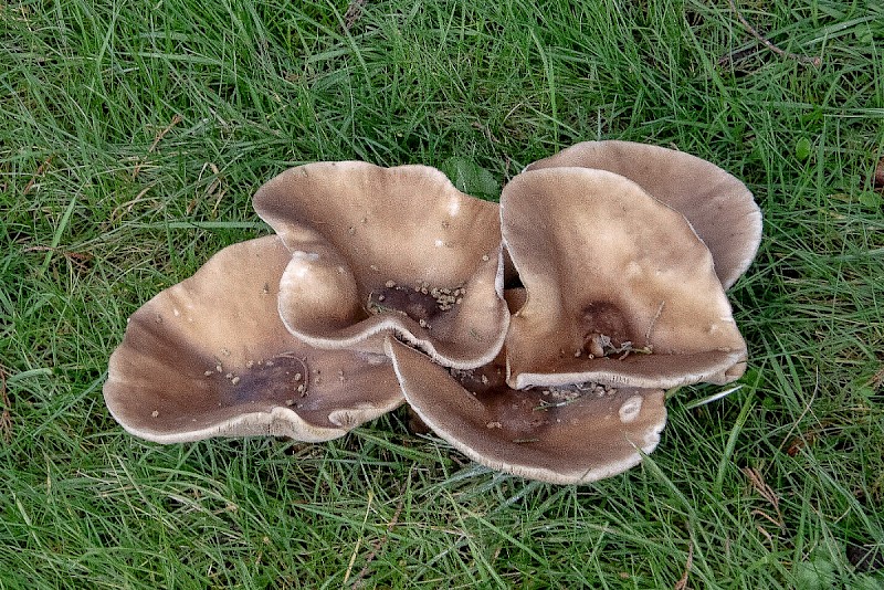 Melanoleuca grammopodia - © Charles Hipkin