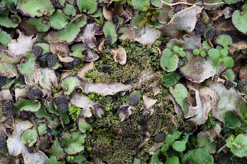 Agonimia tristicula - © Barry Stewart